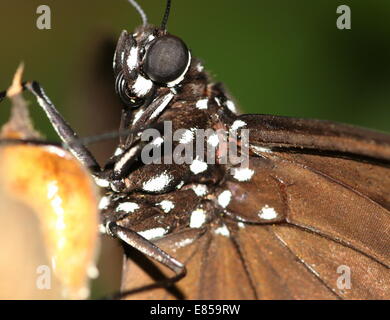 Corneille alias papillon ou Indien Crow australienne (Euploea core) extreme close-up de tête et langue maternelle, enroulé en spirale Banque D'Images