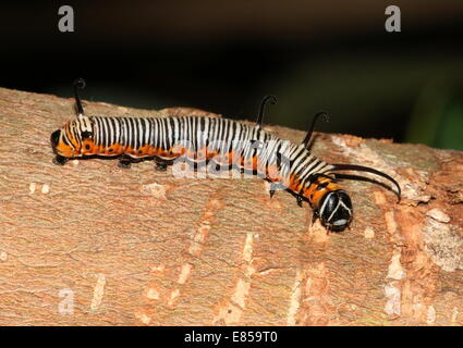 À la recherche de l'Exotique caterpillar Corneille alias papillon indien commun ou de l'Australie (Euploea core) Crow Banque D'Images