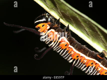 À la recherche de l'Exotique caterpillar Corneille alias papillon indien commun ou de l'Australie (Euploea core) Crow Banque D'Images