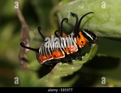 À la recherche de l'Exotique caterpillar Corneille alias papillon indien commun ou de l'Australie (Euploea core) Crow Banque D'Images