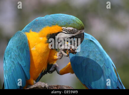 Blue-and-yellow macaw (Ara ararauna) close-up, tout en mangeant une noix Banque D'Images