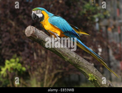 Blue-and-yellow macaw (Ara ararauna) close-up, posant sur une branche Banque D'Images