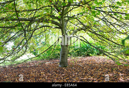 Tilia cordata 'Orange' de l'hiver. Petites feuilles de chêne Banque D'Images