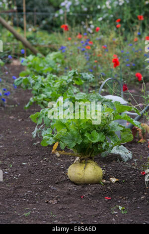 Brassica rapa. Le navet dans un potager Banque D'Images