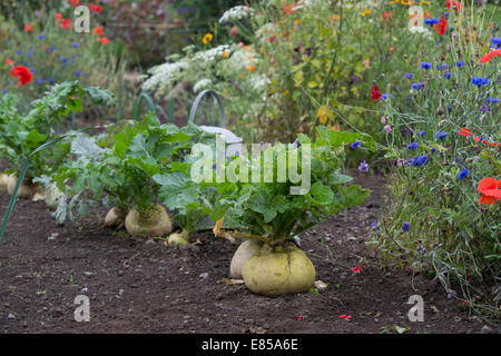 Brassica rapa. Le navet dans un potager Banque D'Images