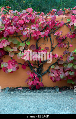 Vitis coignetiae. Crimson glory vine feuilles en automne Banque D'Images