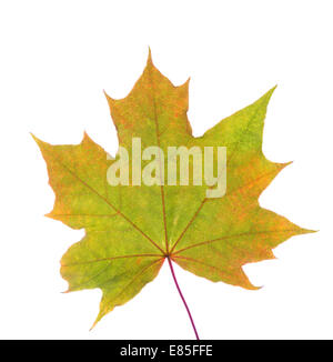 Automne feuilles isolées with copy space Banque D'Images