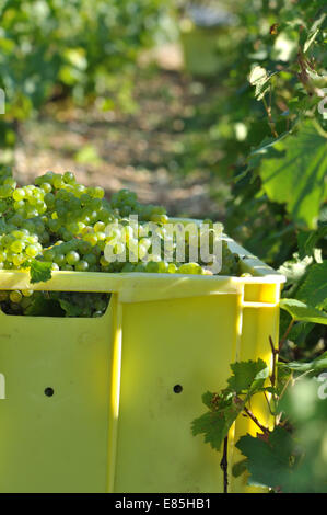 Fort rempli de raisins blancs dans un vignoble Banque D'Images