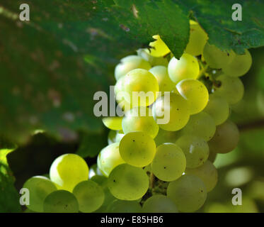 Gros plan sur les grappes de raisins blancs dans le feuillage des vignes Banque D'Images