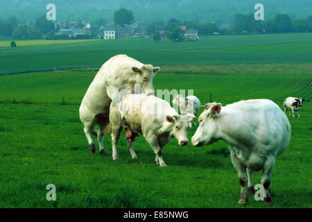 Wallonie, Anhée, Belgique, Europe Banque D'Images