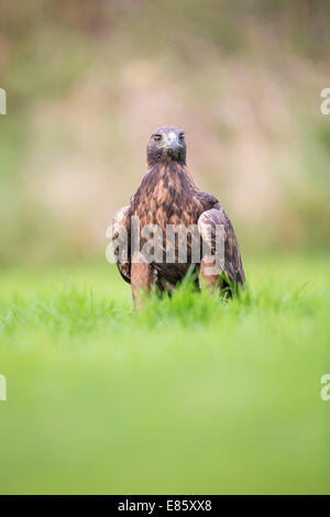 L'Aigle royal (Aquila chrysaetos) debout dans l'herbe Banque D'Images