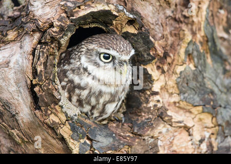Chouette chevêche (Athene noctua) en nid Banque D'Images