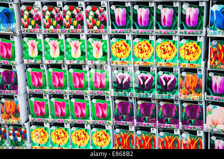 Bulbes de tulipes en vente dans un magasin de souvenirs, Amsterdam, Pays-Bas Banque D'Images