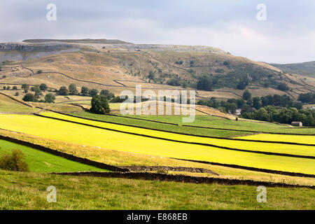 La lumière du soleil sur les prés fraîchement coupées dans Crummack Dale près de Yorkshire Dales Austwick Angleterre Banque D'Images