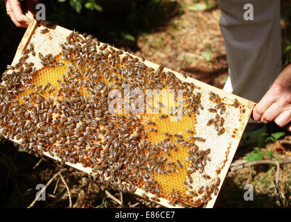 Colonie d'abeilles avec une ruche pleine de miel Banque D'Images