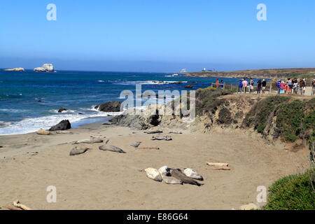 Big Sur, plage de Piedras Blancas, les touristes à regarder les éléphants de mer (Seeelefanten), Californie, USA Banque D'Images