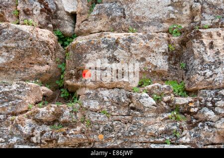 Des fleurs sur un mur Banque D'Images