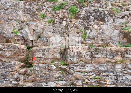 Des fleurs sur un mur Banque D'Images