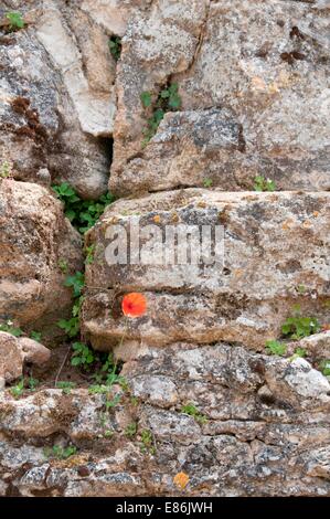 Des fleurs sur un mur Banque D'Images