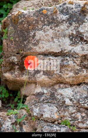 Des fleurs sur un mur Banque D'Images