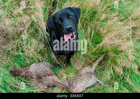 Un chien de chasse avec deux faisans morts sur le terrain Banque D'Images