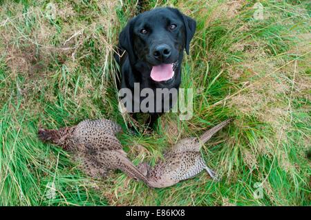 Un chien de chasse avec deux faisans morts sur le terrain Banque D'Images