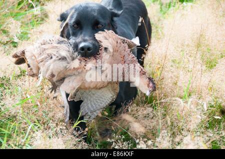 Un chien de chasse avec deux faisans morts sur le terrain Banque D'Images