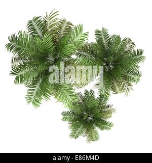 Vue du haut de trois palmiers areca isolé sur fond blanc Banque D'Images