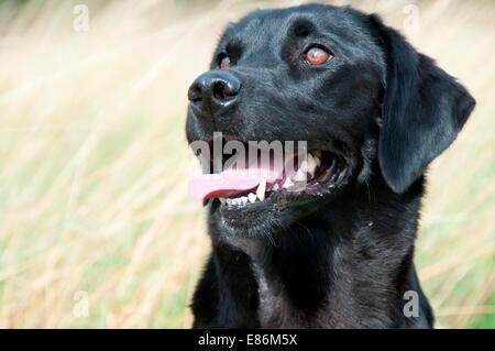 À la recherche d'un chien au loin dans la distance Banque D'Images