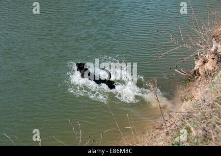 Un petit chien dans un peu d'eau Banque D'Images