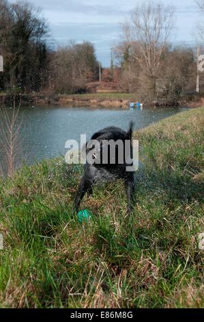 Un chien jouant par le bord de l'eau Banque D'Images