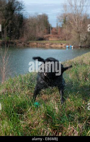 Un chien jouant par le bord de l'eau Banque D'Images