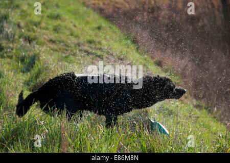 Un chien jouant par le bord de l'eau Banque D'Images