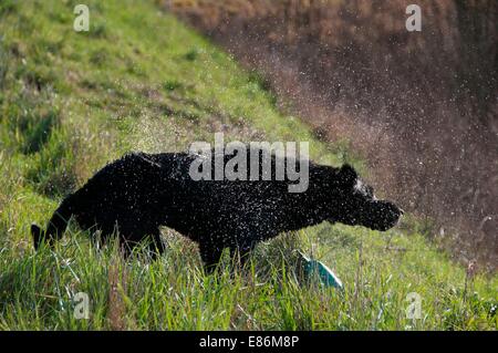 Un chien jouant par le bord de l'eau Banque D'Images