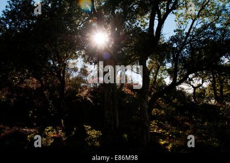 Soleil brillant à travers les arbres Banque D'Images
