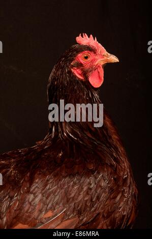 Un portrait d'un spectacle poulet, isolé sur un fond noir Banque D'Images