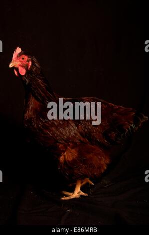 Un portrait d'un spectacle poulet, isolé sur un fond noir Banque D'Images