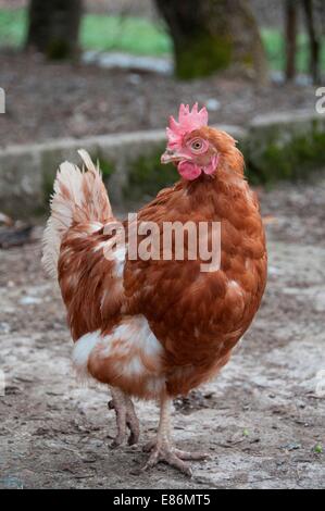 Un poulet dans une ferme Banque D'Images