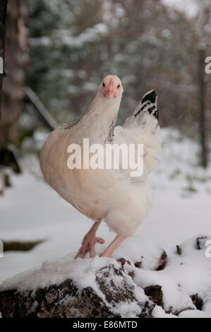 Un poulet sur une ferme de neige Banque D'Images