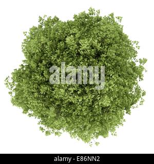 Vue de dessus de charme arbre isolé sur fond blanc Banque D'Images