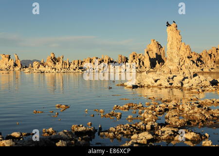 Coucher du soleil sur les tours de tuf au lac Mono - Californie - USA Banque D'Images