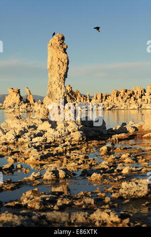 Coucher du soleil sur les tours de tuf au lac Mono - Californie - USA Banque D'Images