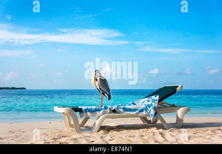 Chiron gris sur un transat sur la plage. Maldives Océan Indien. Banque D'Images