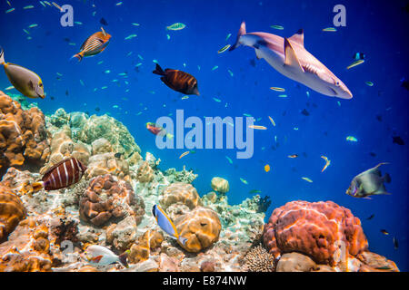 Récif avec une variété de coraux durs et mous et des poissons tropicaux. Maldives Océan Indien. Banque D'Images