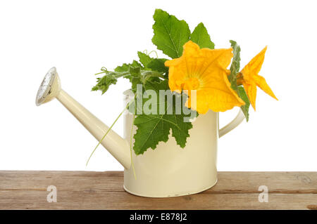 Courgettes fleurs et feuilles dans un arrosoir sur une planche en bois sur un fond blanc. Banque D'Images