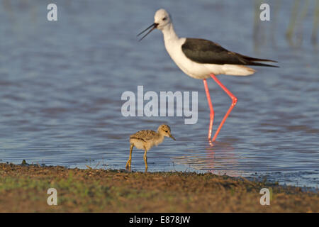 Black-winged Stilt - Himantopus himantopus - adulte avec chick Banque D'Images