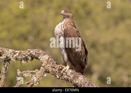 Aigle de Bonelli - Hieraaetus fasciatus - femelle Banque D'Images