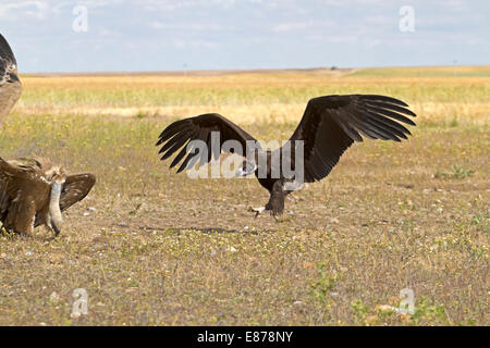 Urubu noir eurasien - Arctia monachus Banque D'Images