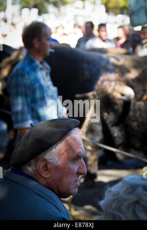 Concours départemental de la race Aubrac à Saint Flour, Cantal, Auvergne, France Banque D'Images