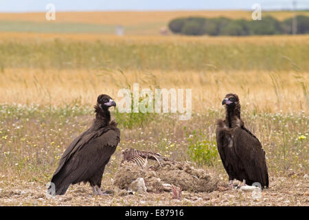 Urubu noir eurasien - Arctia monachus Banque D'Images